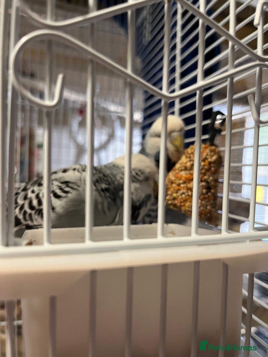 Budgerigars birds for sale: Make and female budgies  - Advert 3