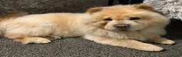 Chow Chow dogs for sale: 5 Year Old Chow Chow Male Needs A Home - Advert 3