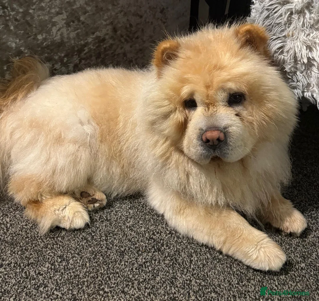 Chow Chow dogs for sale: 5 Year Old Chow Chow Male Needs A Home - Advert 3