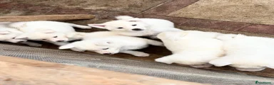 Japanese Akita Inu 5 YUKI
