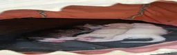 Siamese cats for sale: Siamese mix in Bedford - Advert 8