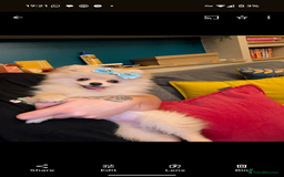 Pomeranian dogs for sale: Beautiful pure Pomeranians tiny babys - Advert 17