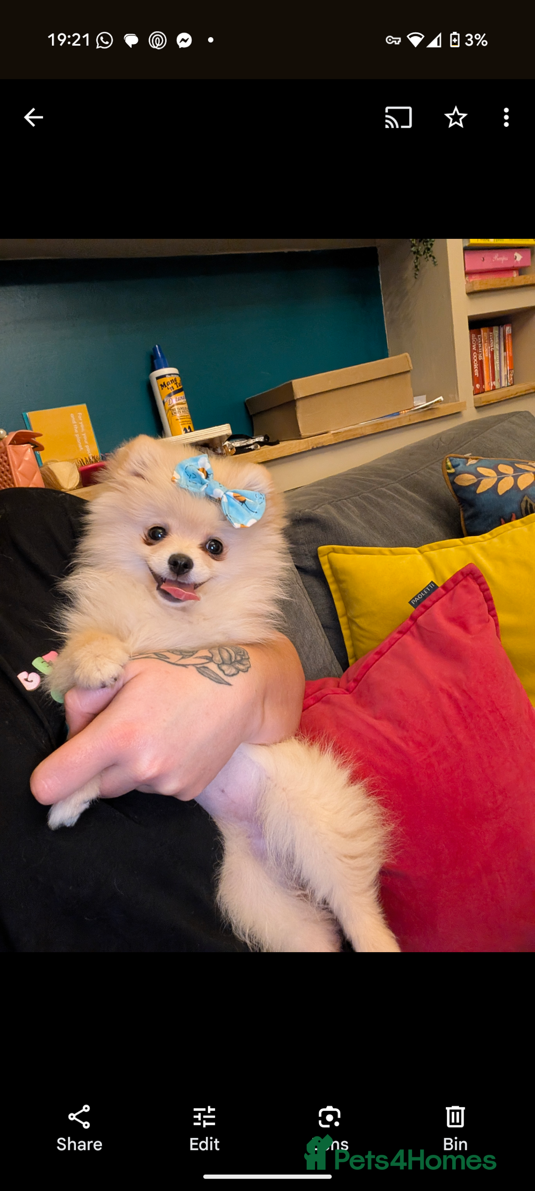 Pomeranian dogs for sale: Beautiful pure Pomeranians tiny babys - Advert 17