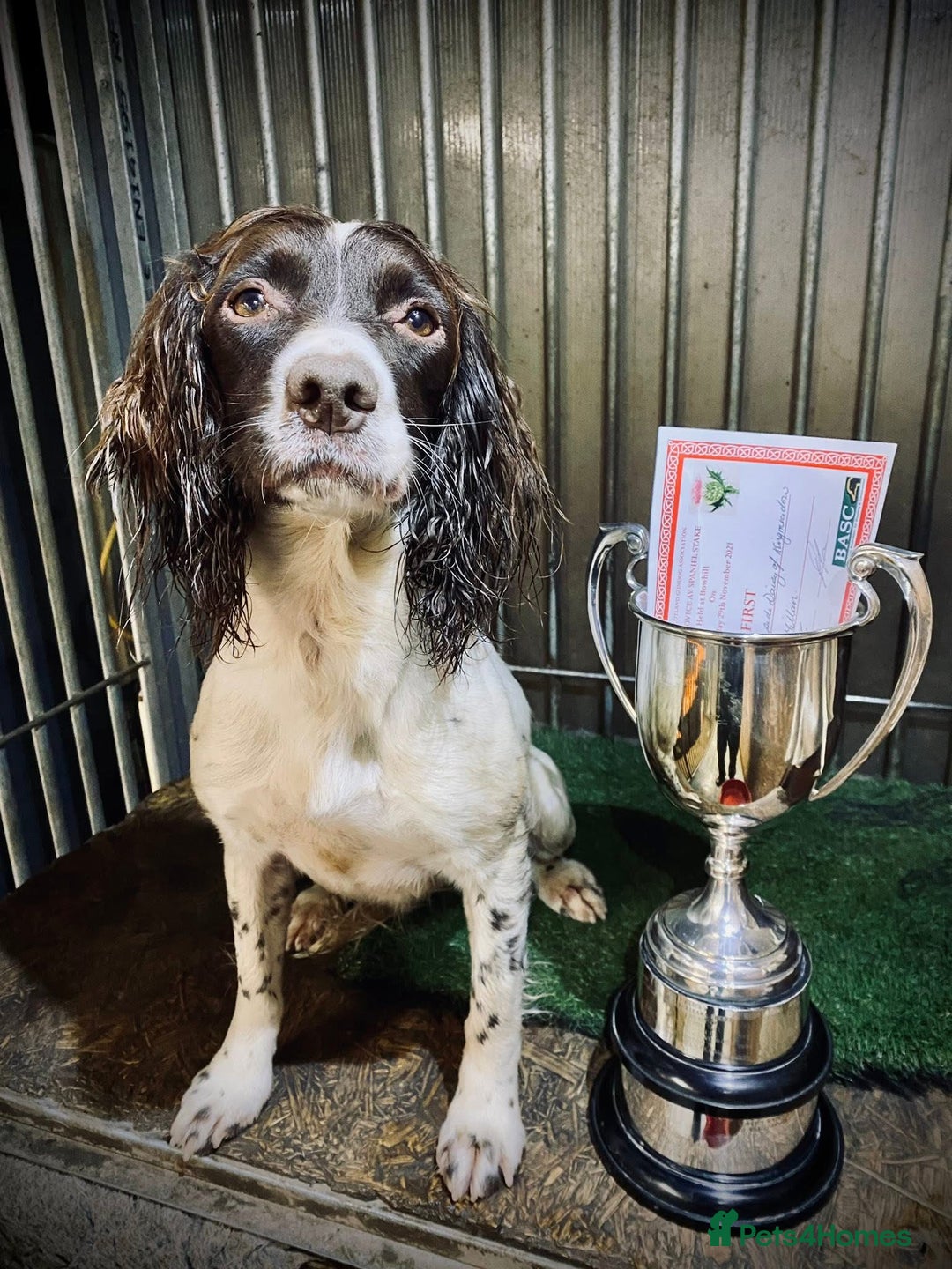 English Springer Spaniel dogs for sale: KC registered, English Springer Spaniel puppies  - Image 11