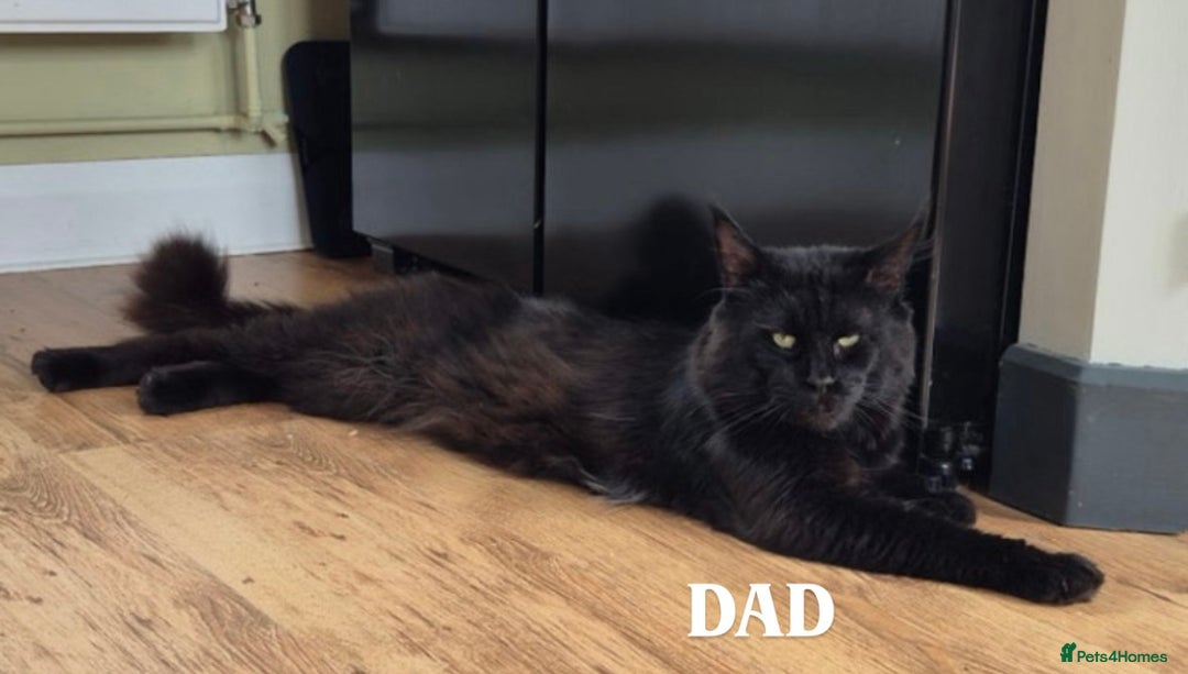 Maine Coon cats for sale: Maine Coon Kittens  - Advert 5