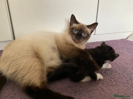 Mixed Breed cats siamese x siberian tuxedo kittens - Advert 12