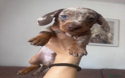 Miniature Dachshund dogs for sale: Kc reg miniature dachshund  - Image 21