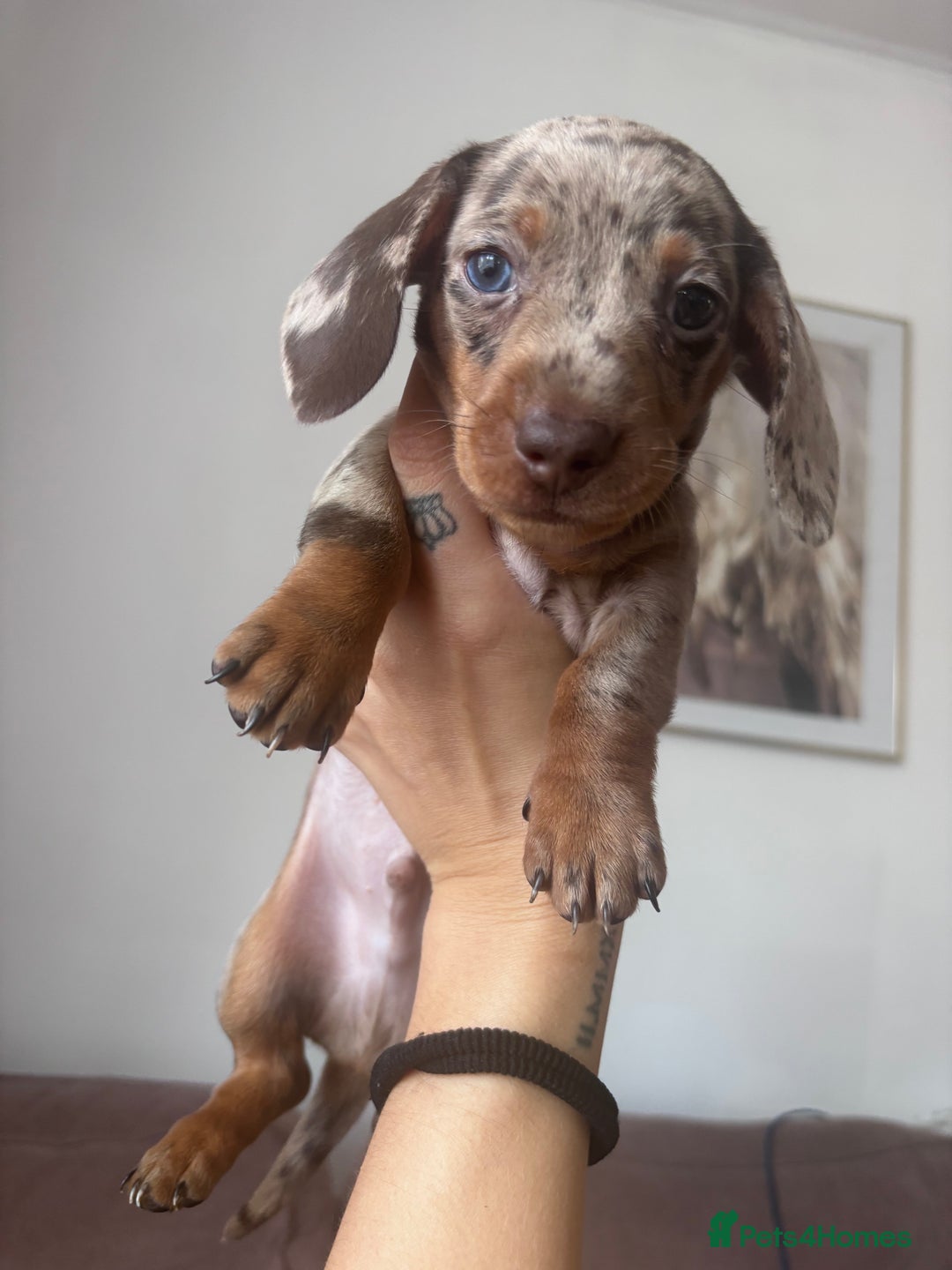 Miniature Dachshund dogs for sale: Kc reg miniature dachshund  - Image 21