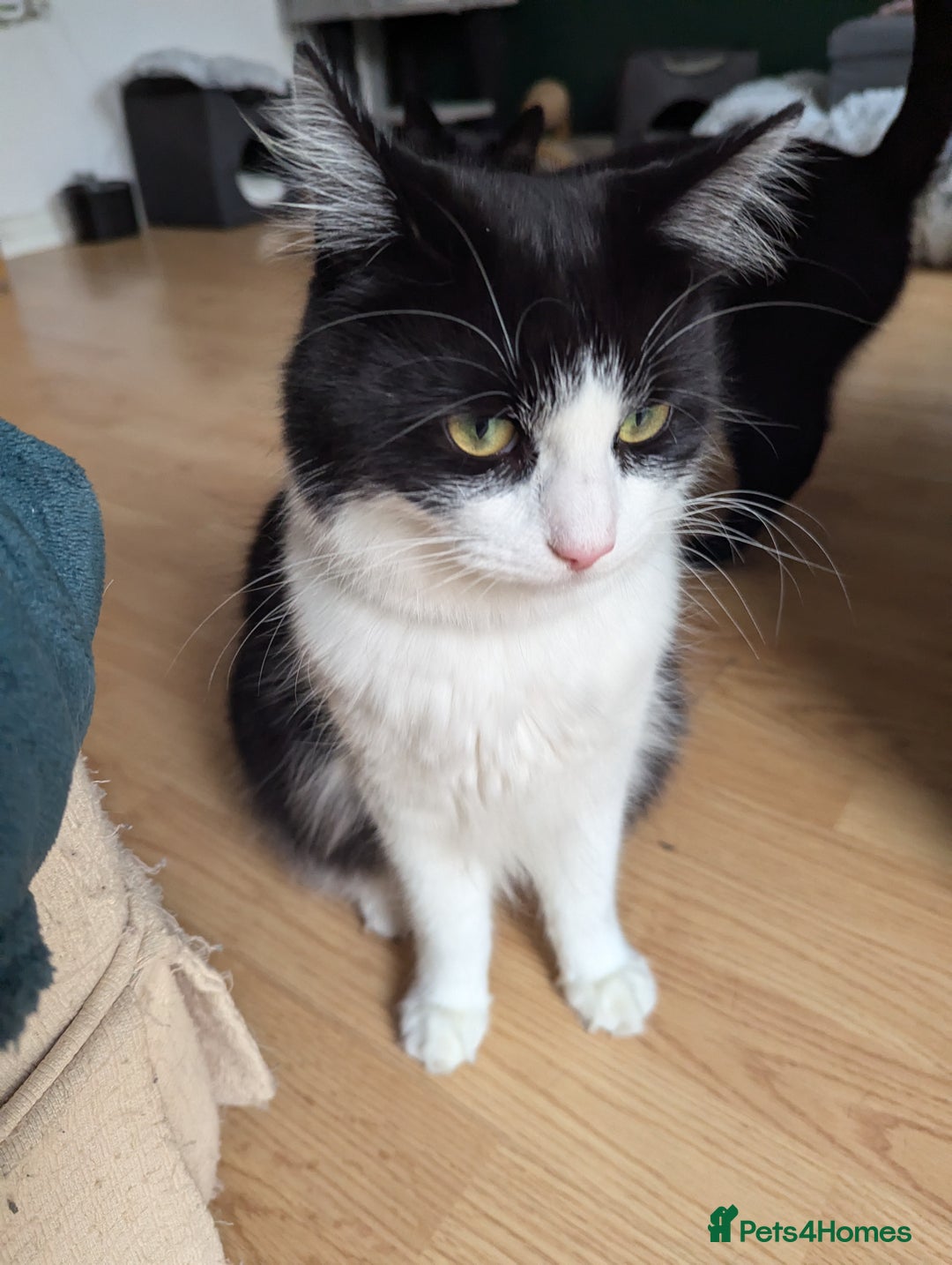 British Longhair cats for sale: Arnold - Image 2