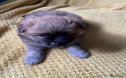 German Spitz dogs for sale: German spitz - Image 1