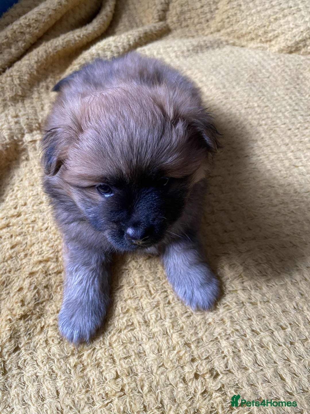 German Spitz dogs for sale: German spitz - Image 1