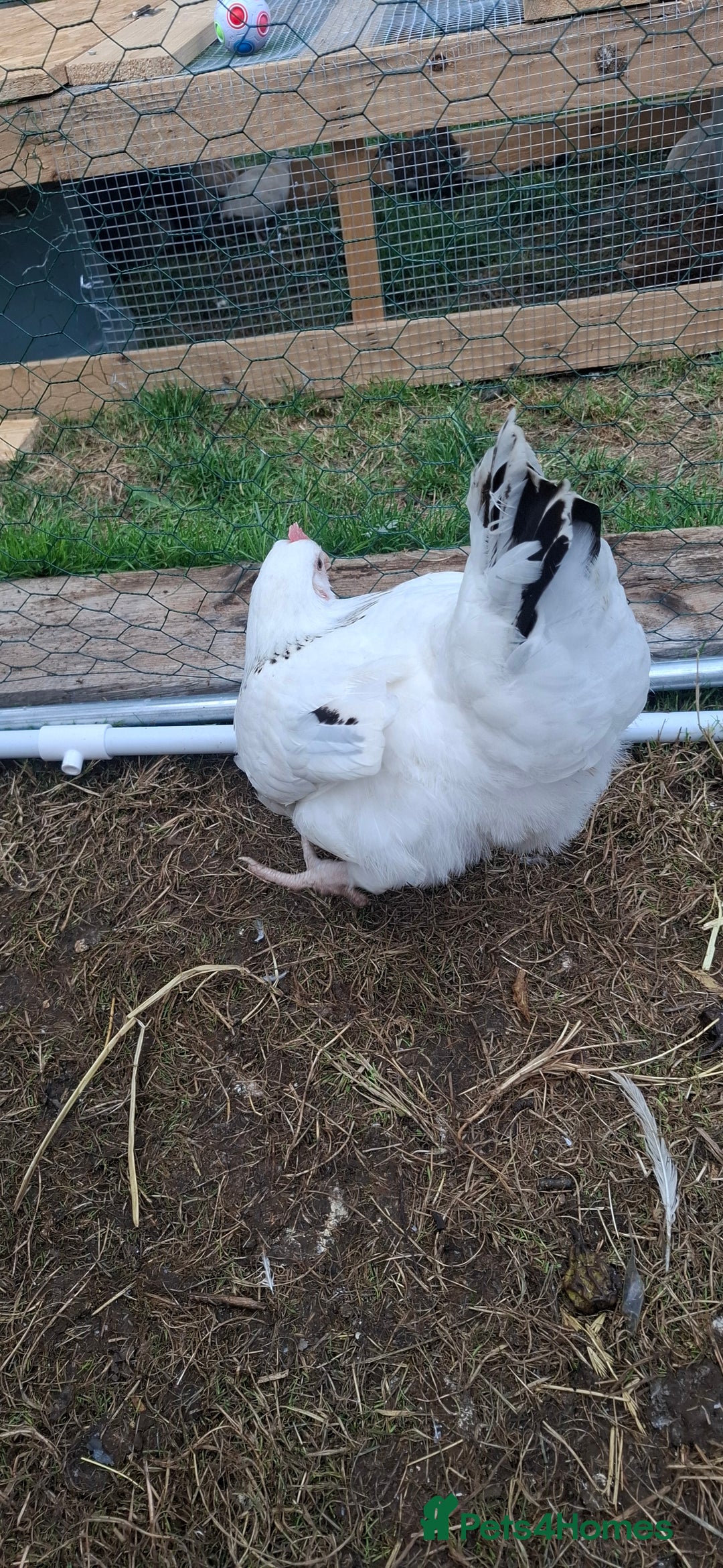 Chickens poultry for sale: Hens for sale point of lay, multiple breeds - Image 4