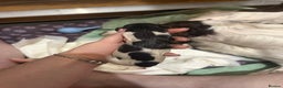English Springer Spaniel dogs for sale: English Springer Spaniel Puppies - Advert 3