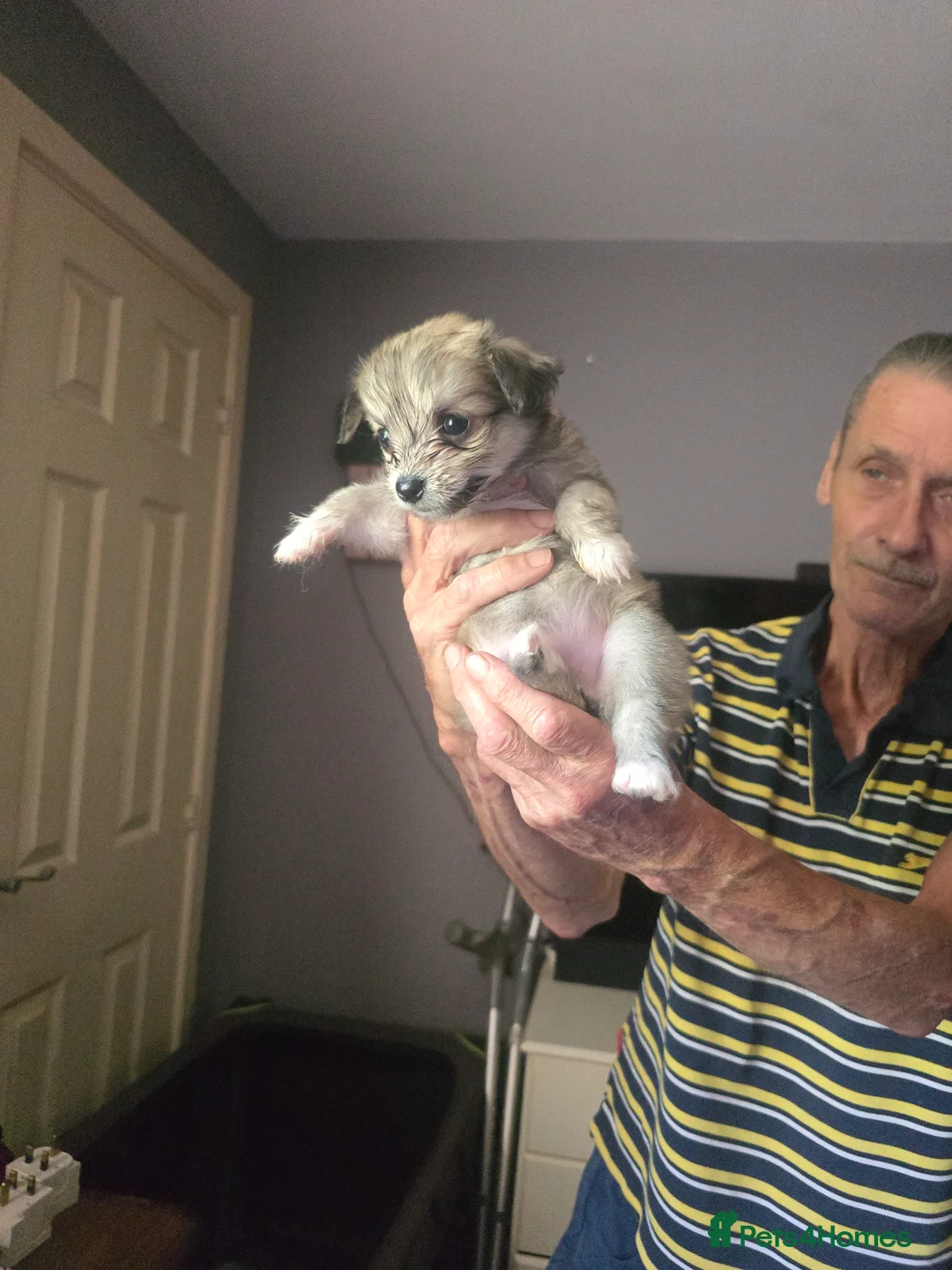 Mixed Breed dogs for sale: Malchi in Tipton - Advert 2