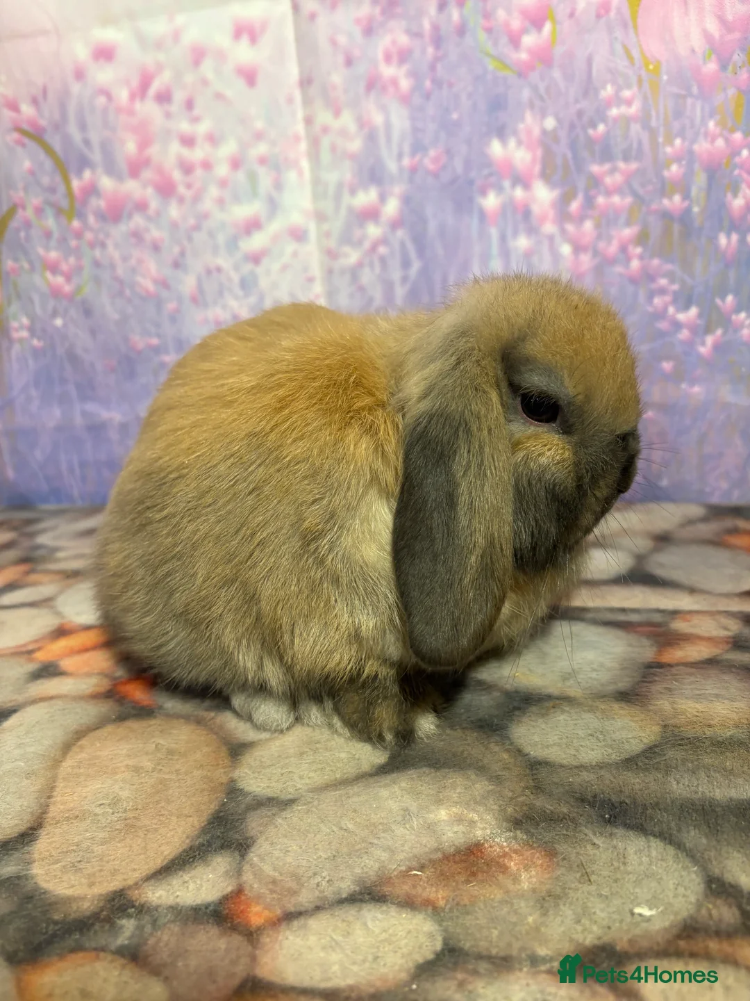 Mini Lop rabbits for sale: Mini lops vaccinated ready to leave - Advert 4