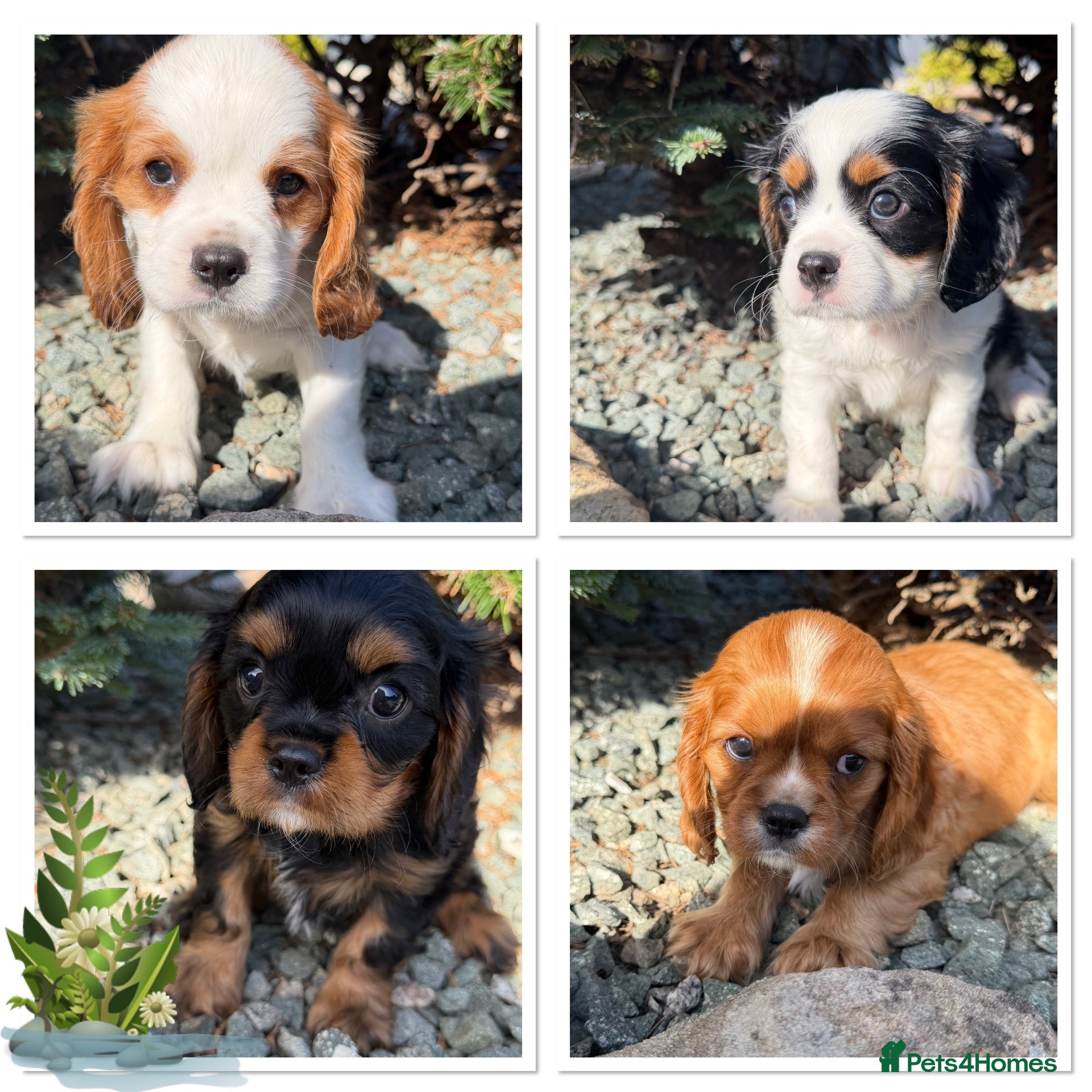 Cavalier King Charles Spaniel dogs King Charles cavalier puppies  - Advert 1