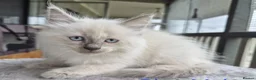 Ragdoll cats for sale: xckj Healthy rag doll Kittens up for New Families in Cannock - Advert 3