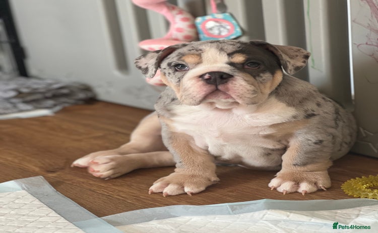 English Bulldog dogs - Advert 2