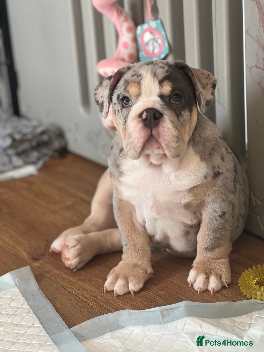 English Bulldog dogs for sale: One Beautiful Cuddly Girl Left 🏠💗 - Image 20