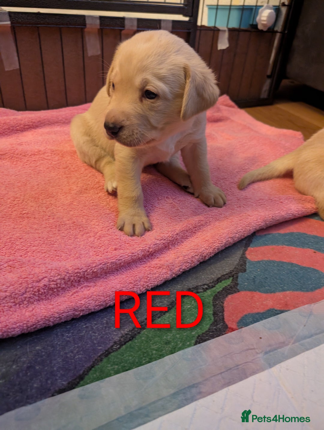 Labrador Retriever dogs for sale: Labrador puppies - Image 4