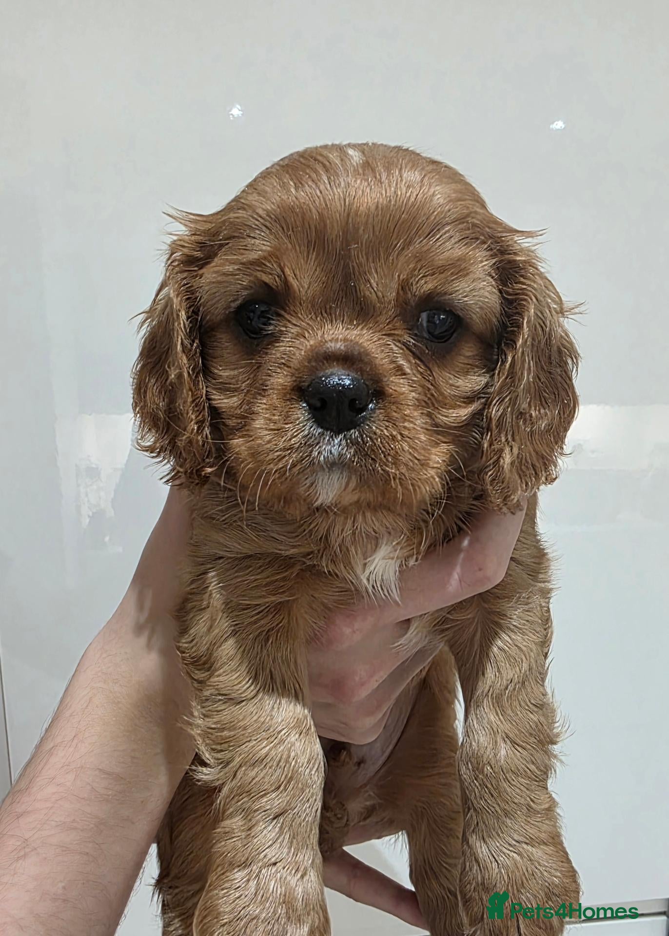 Cavalier King Charles Spaniel dogs Stunning kc reg health tested cavaliers - Advert 1