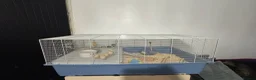 Hamster rodents for sale: Rocky the Syrian hamster  in Oldbury - Advert 2