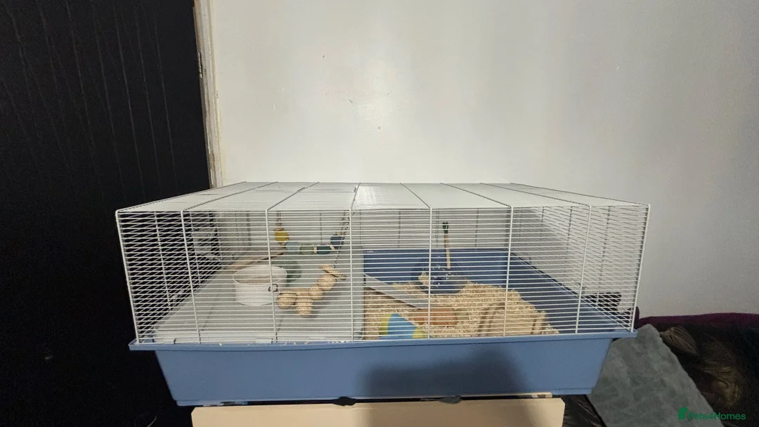 Hamster rodents for sale: Rocky the Syrian hamster  in Oldbury - Advert 2