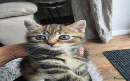 Scottish Fold cats for sale: Gorgeous and playing Scottish Fold cross kittens  - Image 2