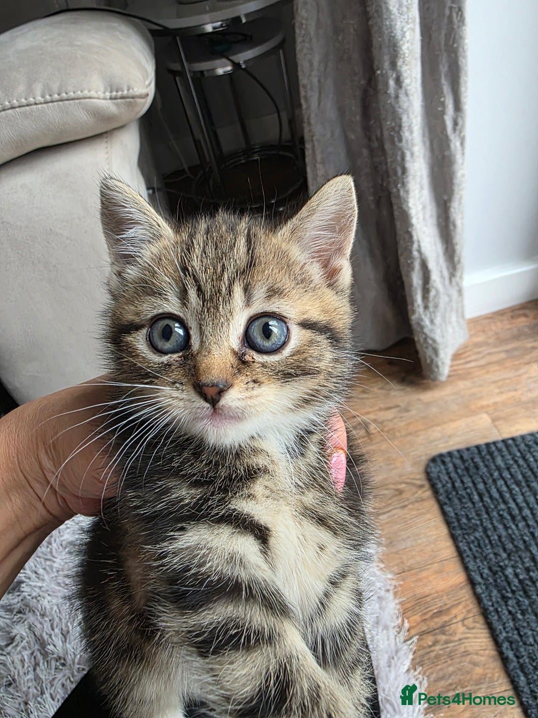 Scottish Fold cats for sale: Gorgeous and playing Scottish Fold cross kittens  - Image 2