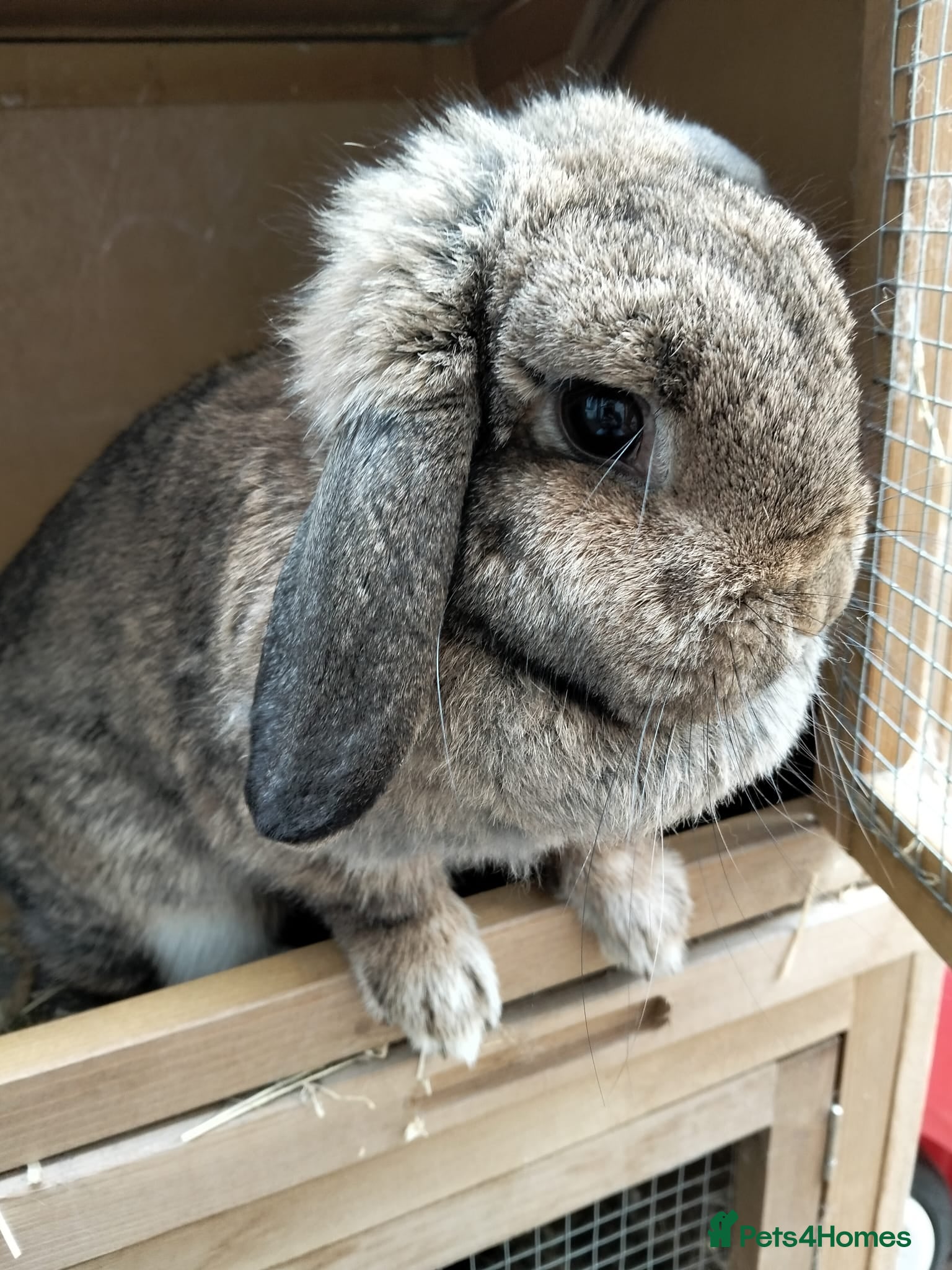 Mini Lop rabbits Freya  - Advert 7