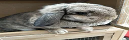 Mini Lop rabbits for sale: Freya  in Crewe - Advert 1