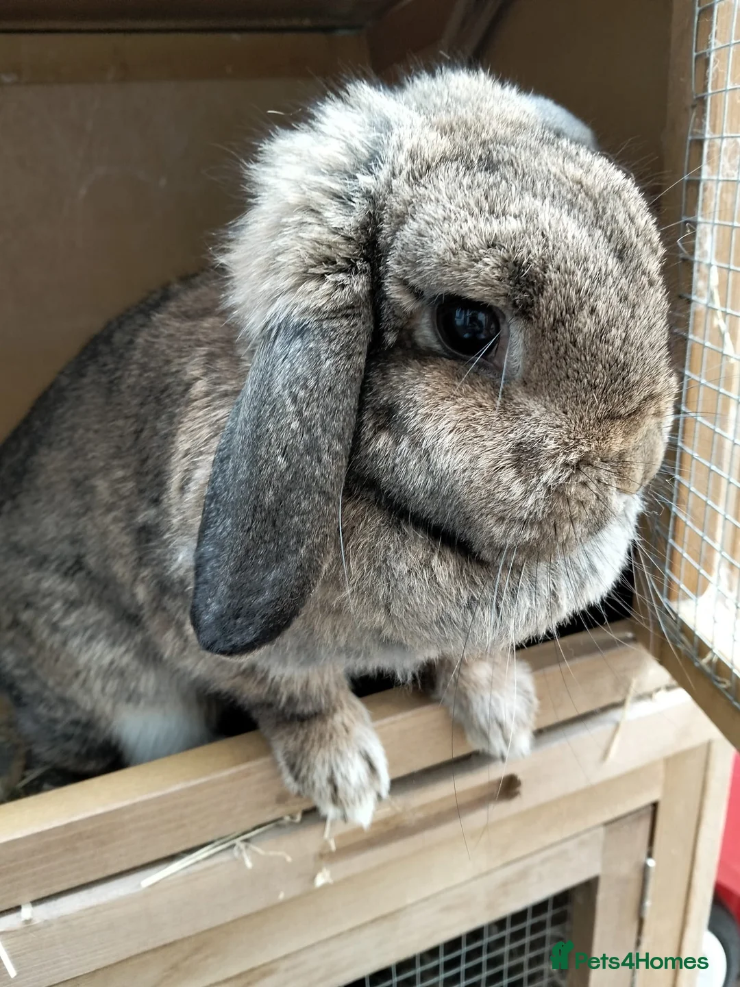 Mini Lop rabbits for sale: Freya  in Crewe - Advert 1