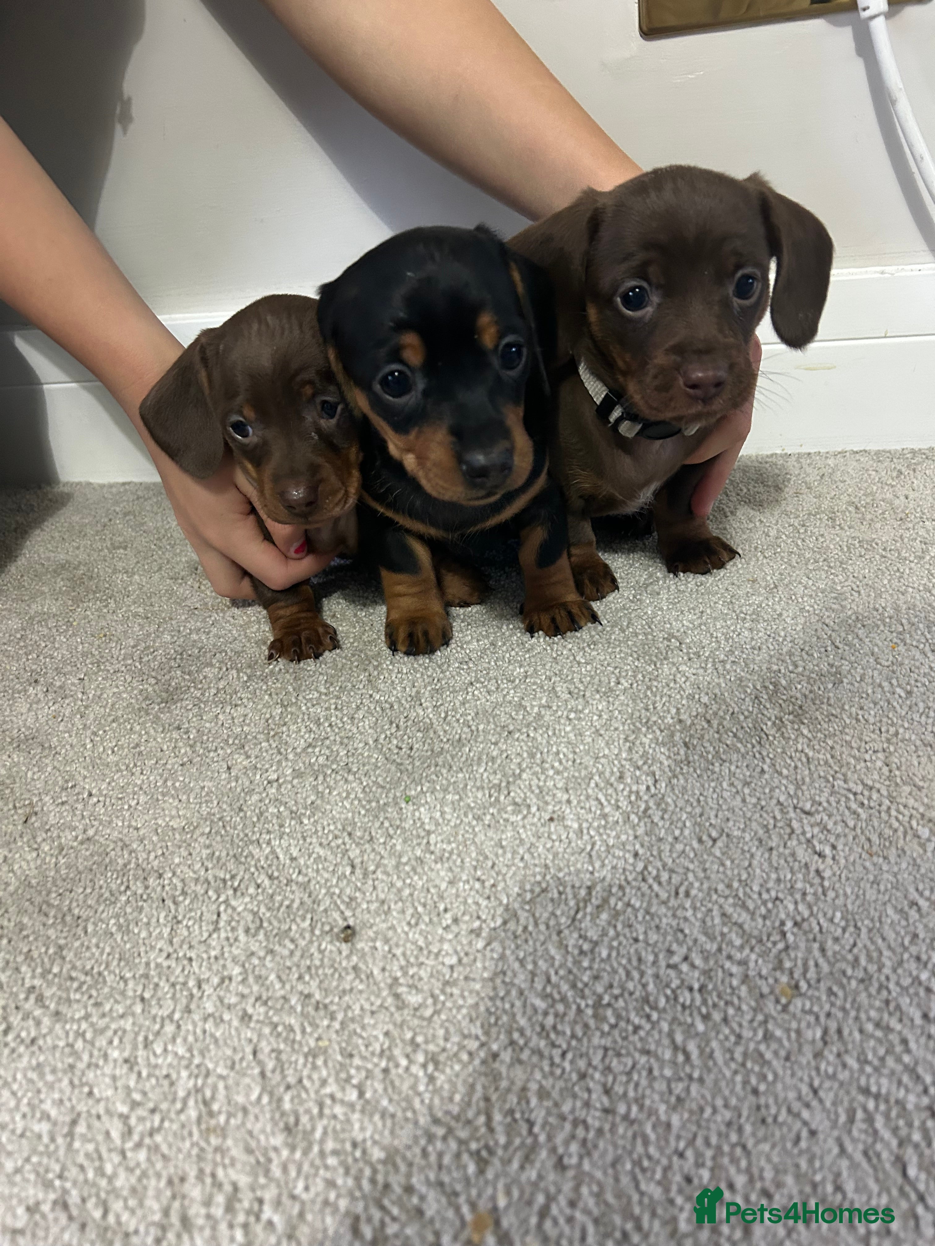 Miniature Dachshund dogs Miniature Dachshund puppies  - Advert 6
