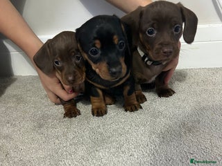 Miniature Dachshund dogs Miniature Dachshund puppies - Advert 6