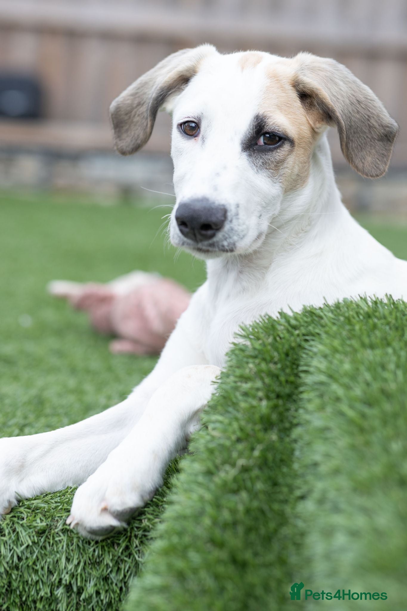 Mixed Breed dogs Bubbly Blanca - Advert 1
