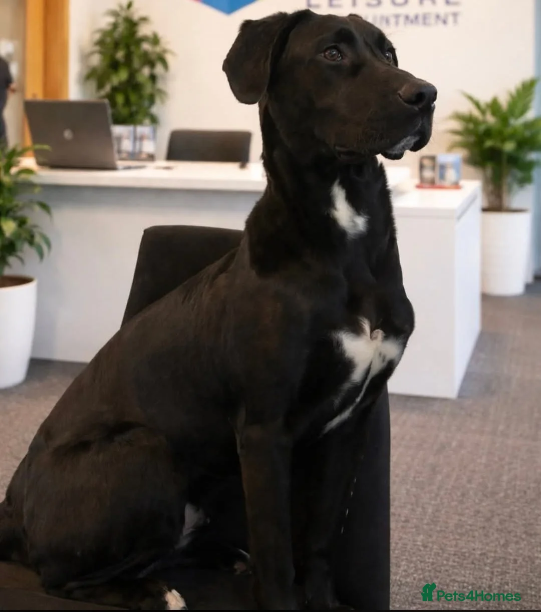 Mixed Breed dogs for sale: Fluffy Cane Corso X Wheaten Greyhound - Advert 1