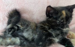 Mixed Breed cats for sale: 1/4 Maine Coon x playful tortoiseshell girl - Image 2
