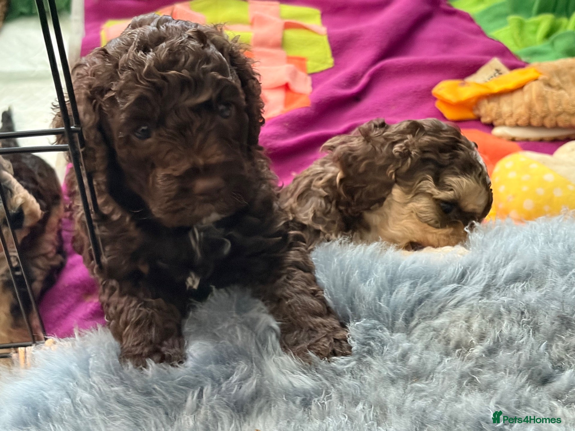 Cockapoo dogs Cockapoo Chocolate Teddybear Girl | - Advert 1