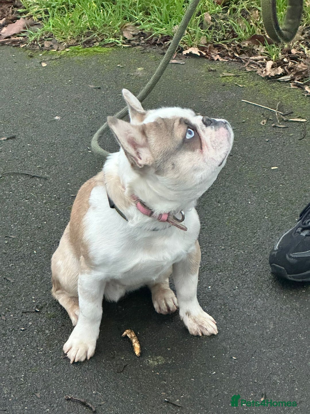 French Bulldog dogs for sale: Kc Reg Panda Husky Male French Bulldog for Sale - Advert 2