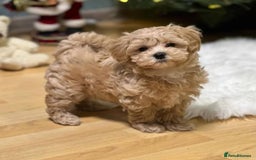 Maltipoo dogs for sale: 🐶✨ Adorable Maltipoo Puppies Ready - Image 2