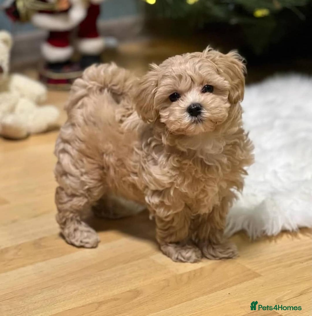 Maltipoo dogs for sale: 🐶✨ Adorable Maltipoo Puppies Ready - Image 2