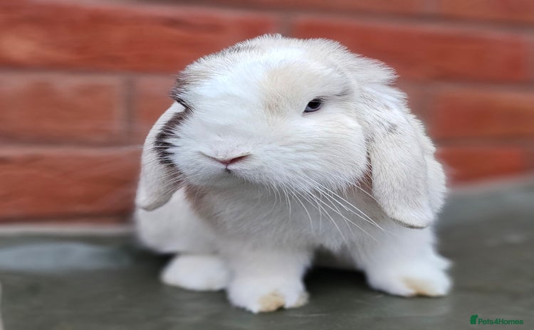 Mini Lop rabbits - Advert 1