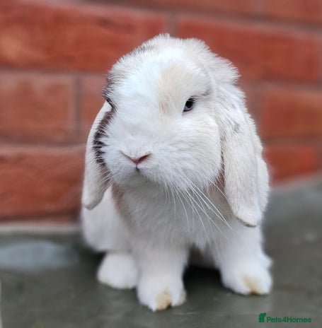 Mini Lop rabbits - Advert 1