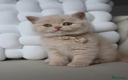 British Shorthair cats for sale: ❤️ Beautiful British Shorthair ❤️ - Image 1