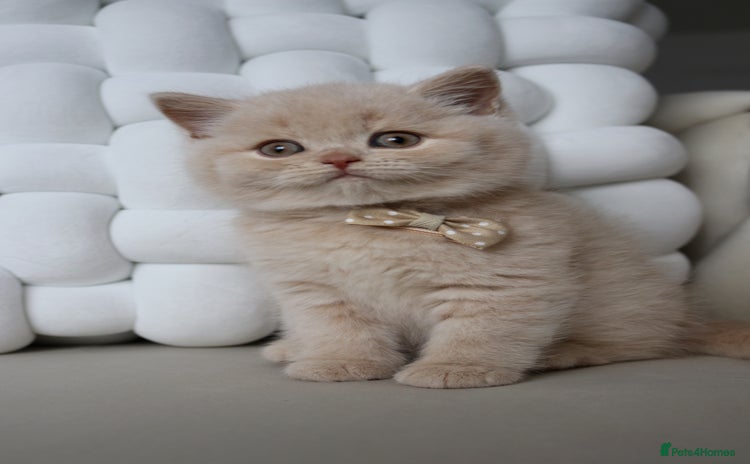 British Shorthair cats - Advert 3