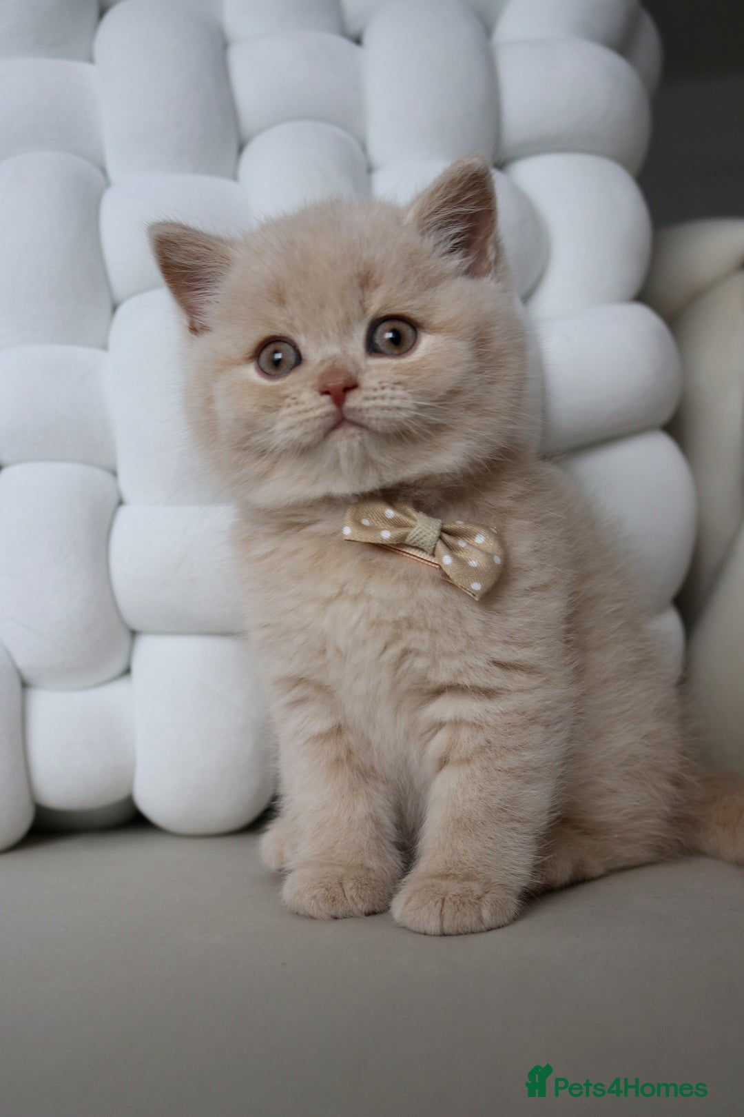 British Shorthair cats for sale: ❤️ Beautiful British Shorthair ❤️ - Image 1