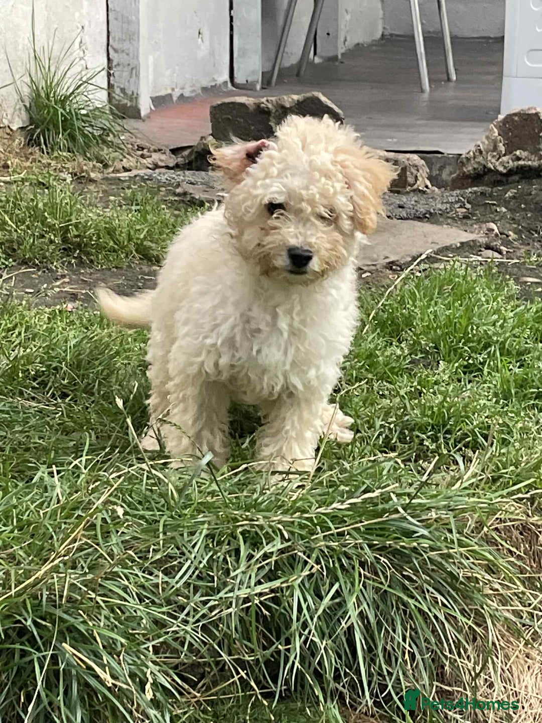 Toy Poodle dogs for sale: BOBBY THE POODLE LOOKING FOR ITS FOREVER HOME  - Image 4