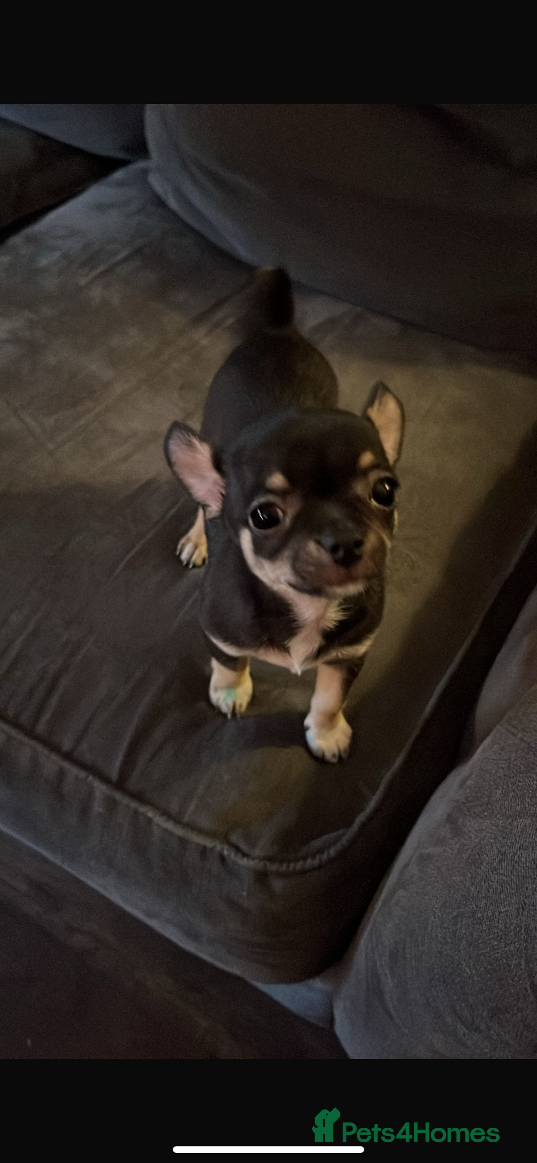Chihuahua dogs for sale: ❤️ Last little boy ready for his forever home ❤️ - Advert 34