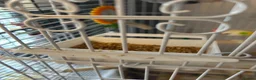 Budgerigars birds for sale: 2 budgies with there own cage set up  in Walton on the Naze - Advert 14