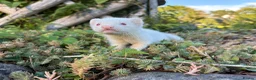 Ferret rodents for sale: Kits for sale  - Advert 7